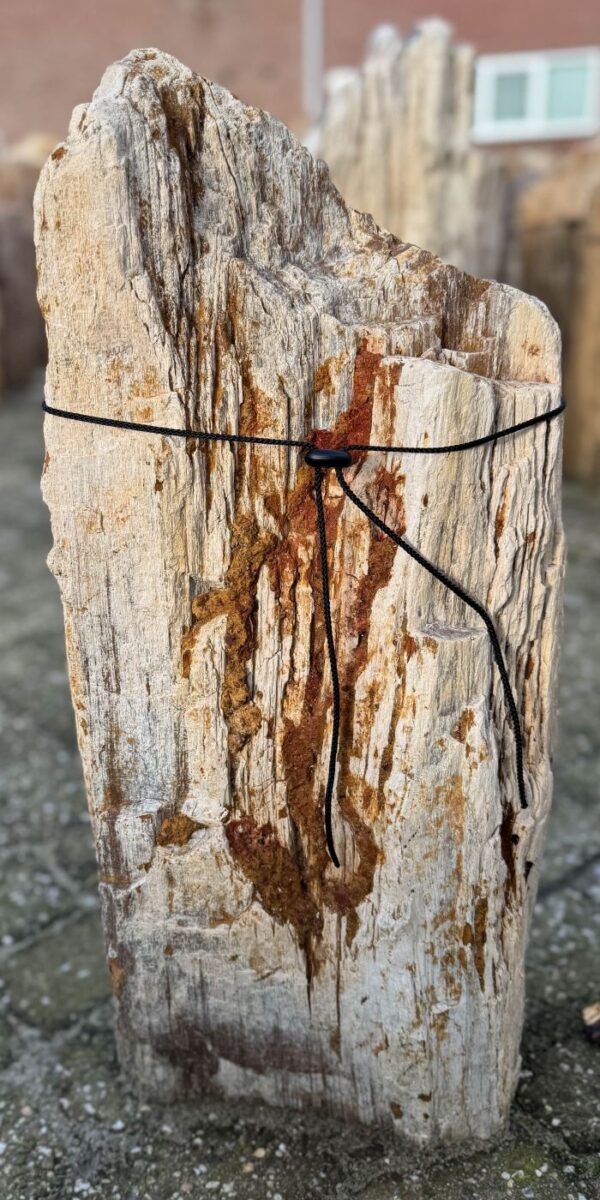 Grafsteen versteend hout 58099
