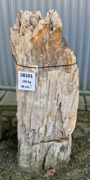 Grafsteen versteend hout 58101