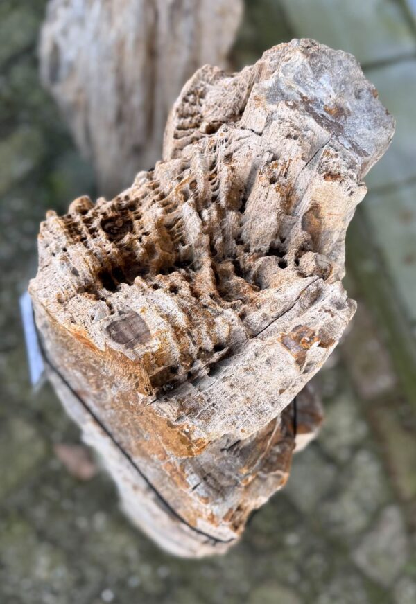 Grafsteen versteend hout 58101
