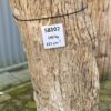 Grafsteen versteend hout 58102