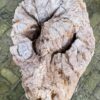 Grafsteen versteend hout 58102