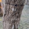Grafsteen versteend hout 58102
