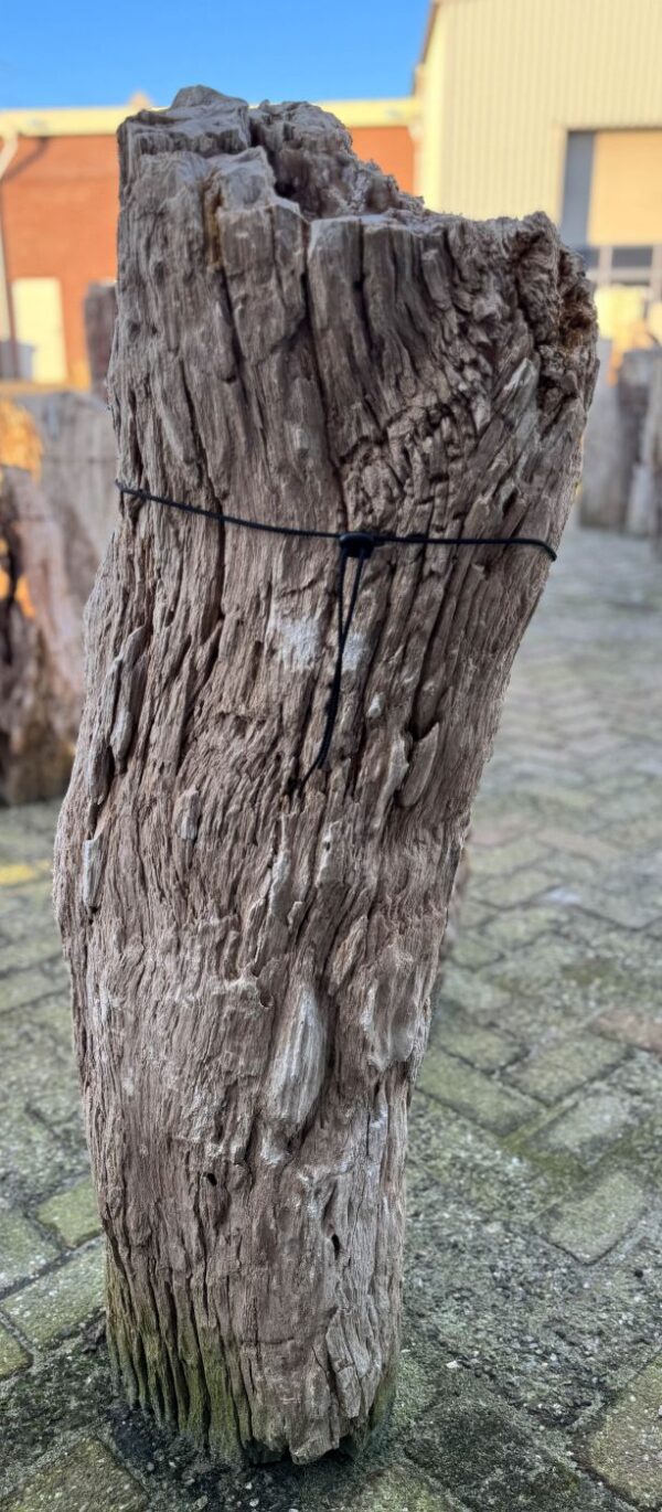 Grafsteen versteend hout 58102