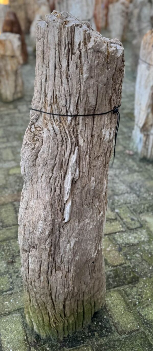 Grafsteen versteend hout 58102