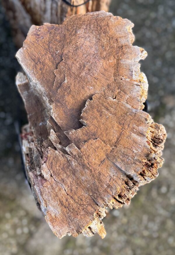 Grafsteen versteend hout 58103