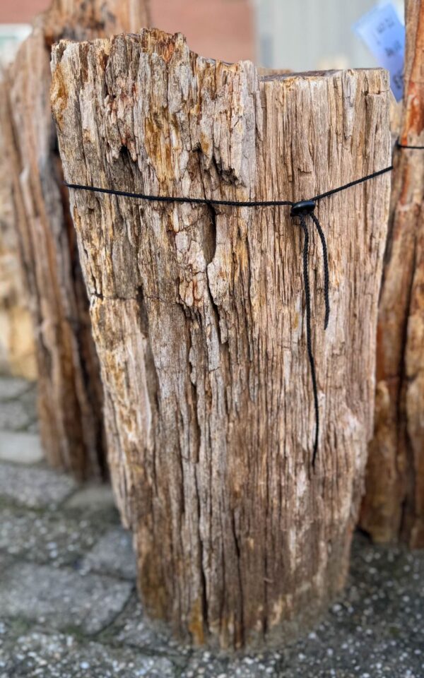 Grafsteen versteend hout 58103