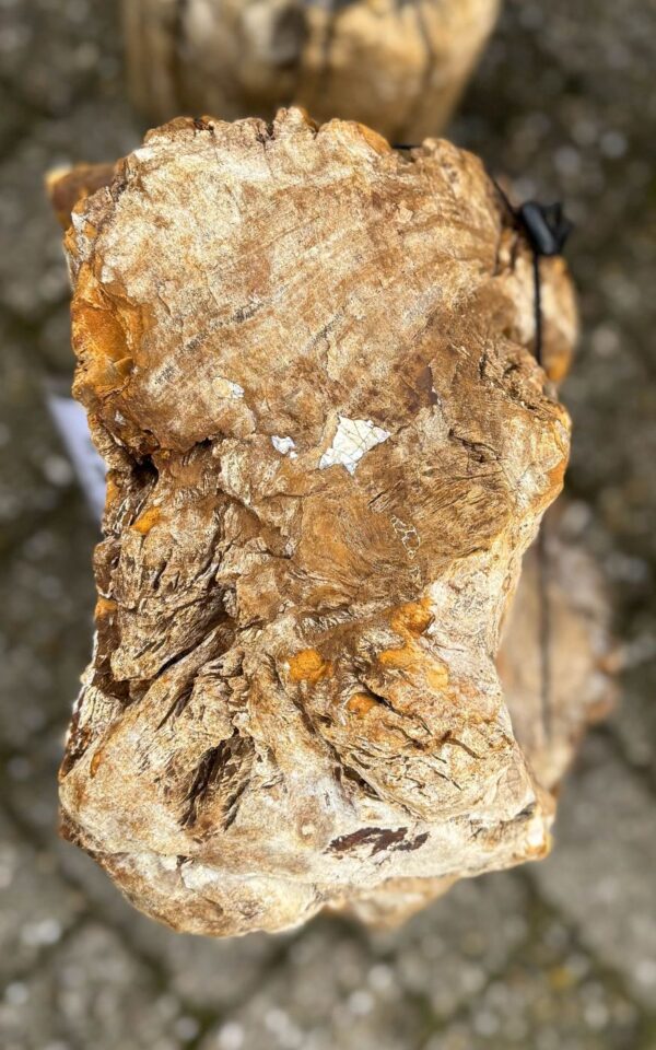 Grafsteen versteend hout 58106