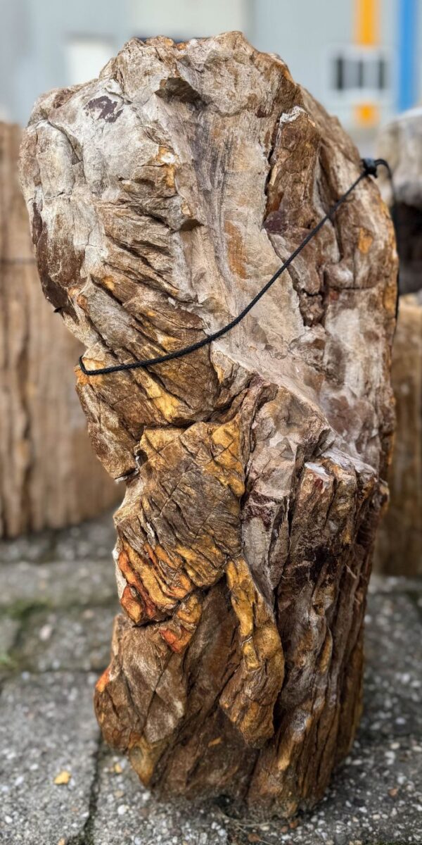 Grafsteen versteend hout 58106