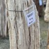 Grafsteen versteend hout 58107