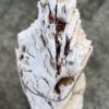 Grafsteen versteend hout 58107