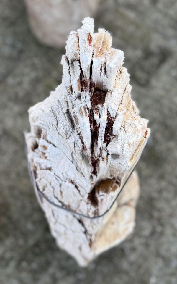 Grafsteen versteend hout 58107
