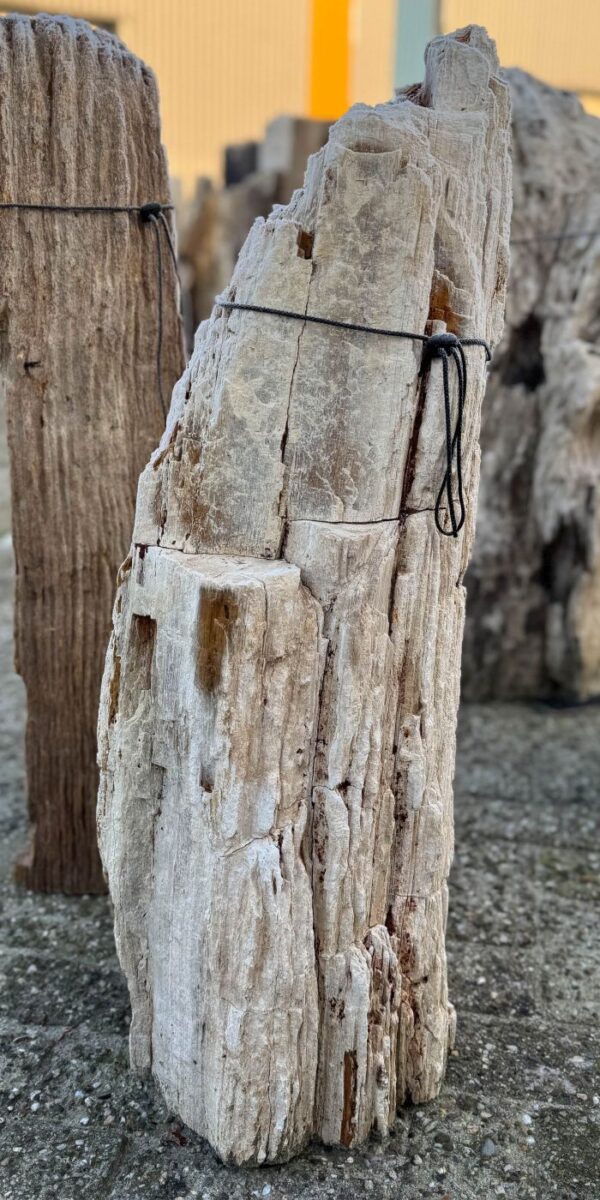 Grafsteen versteend hout 58107