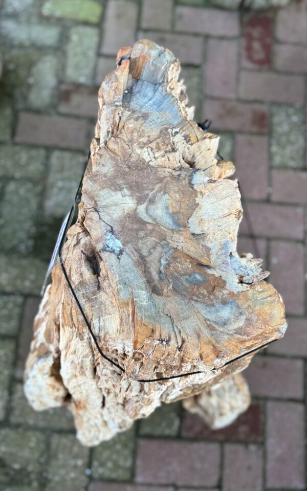 Grafsteen versteend hout 58108