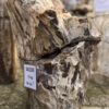 Grafsteen versteend hout 58109