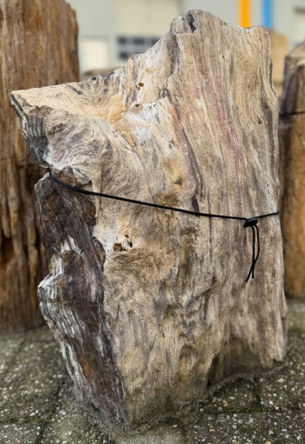 Grafsteen versteend hout 58109