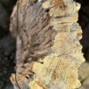 Grafsteen versteend hout 58110