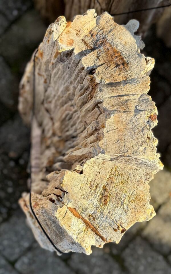 Grafsteen versteend hout 58110