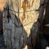 Grafsteen versteend hout 58110