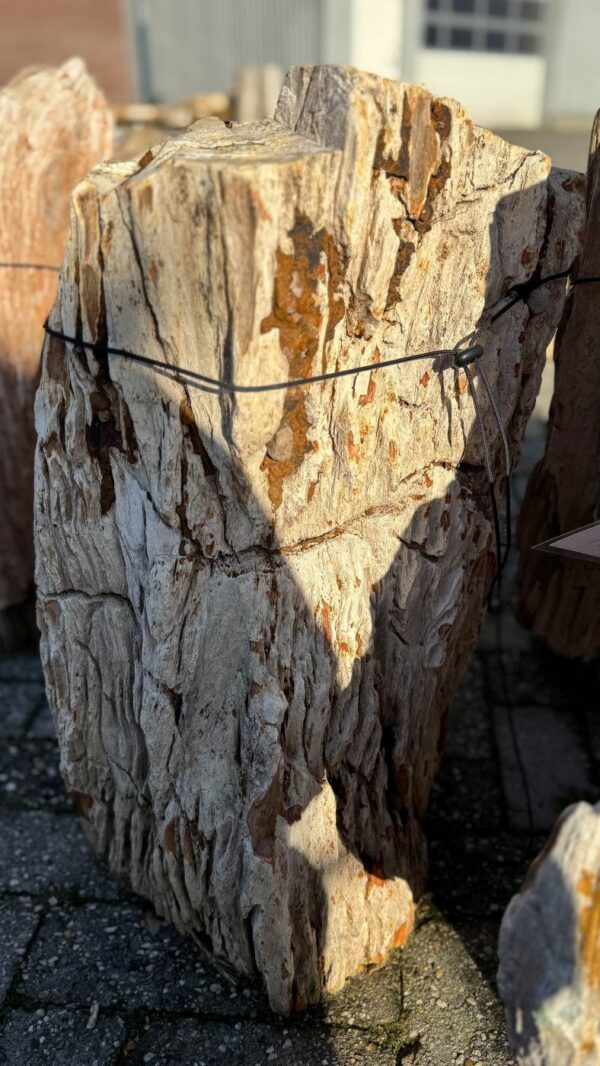 Grafsteen versteend hout 58110
