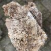 Grafsteen versteend hout 58112