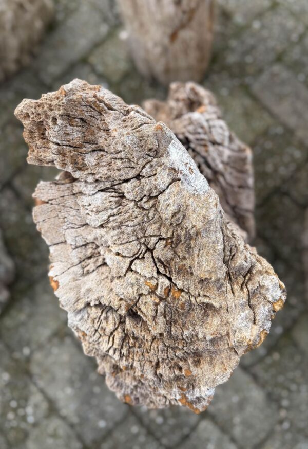 Grafsteen versteend hout 58112