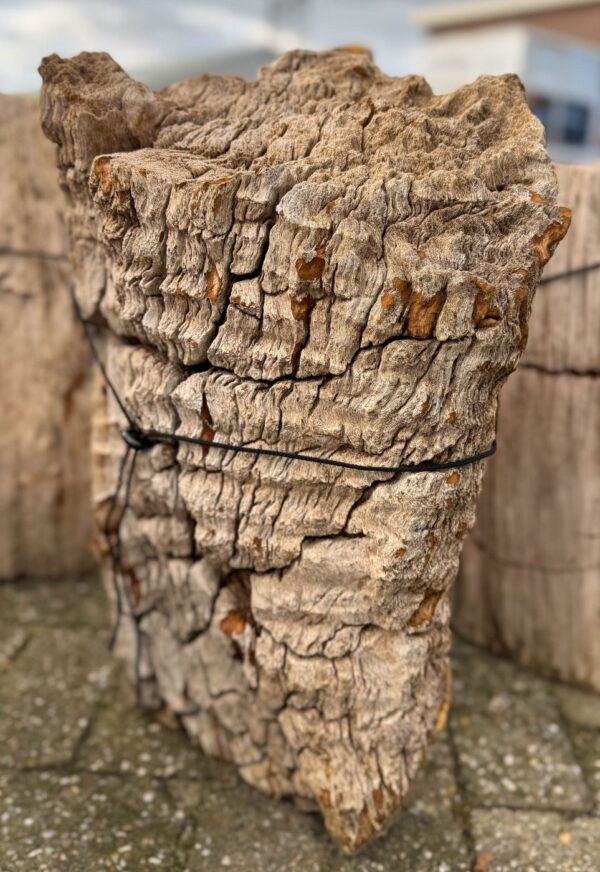 Grafsteen versteend hout 58112