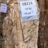 Grafsteen versteend hout 58114