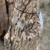 Grafsteen versteend hout 58114