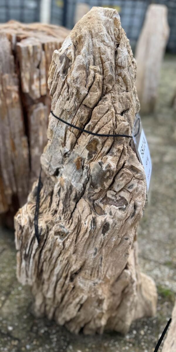 Grafsteen versteend hout 58114