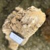 Grafsteen versteend hout 58114