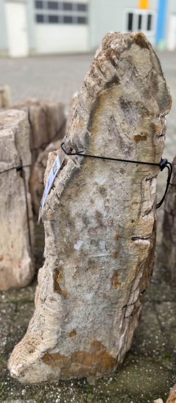 Grafsteen versteend hout 58114