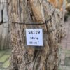 Grafsteen versteend hout 58119