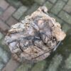 Grafsteen versteend hout 58119