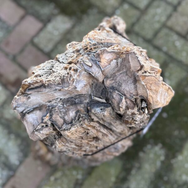 Grafsteen versteend hout 58119