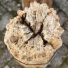 Grafsteen versteend hout 58120