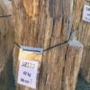 Grafsteen versteend hout 58122