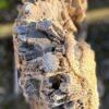 Grafsteen versteend hout 58122