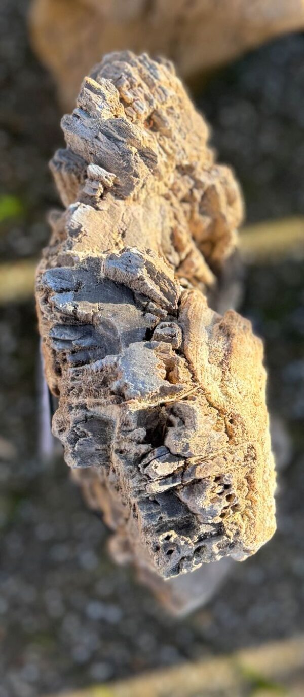 Grafsteen versteend hout 58122