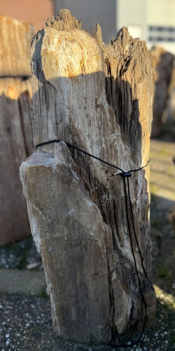 Grafsteen versteend hout 58122