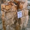 Grafsteen versteend hout 58123