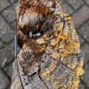 Grafsteen versteend hout 58123