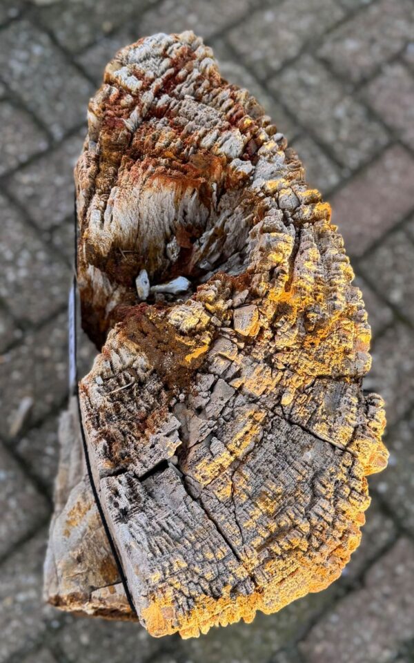 Grafsteen versteend hout 58123