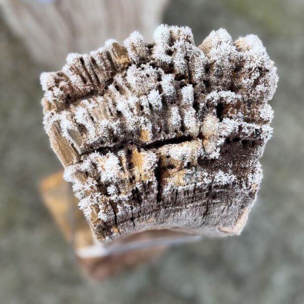 Grafsteen versteend hout 58124