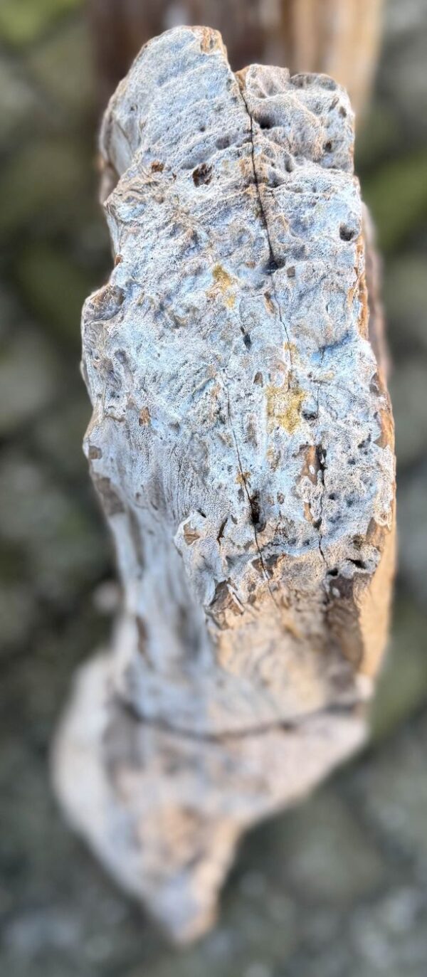 Grafsteen versteend hout 58125