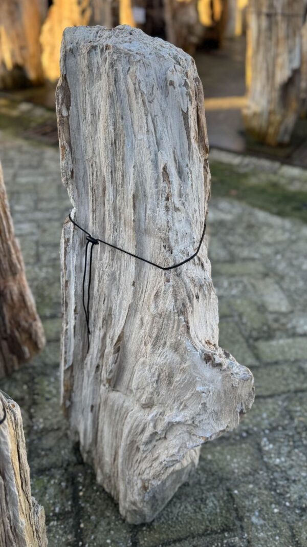 Grafsteen versteend hout 58125