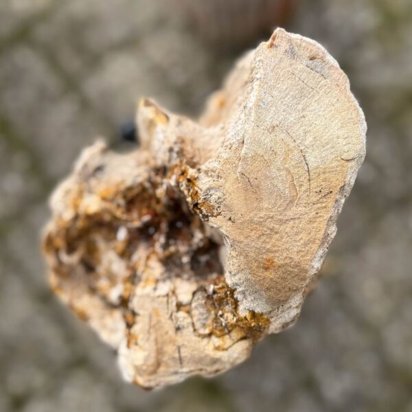 Grafsteen versteend hout 58126