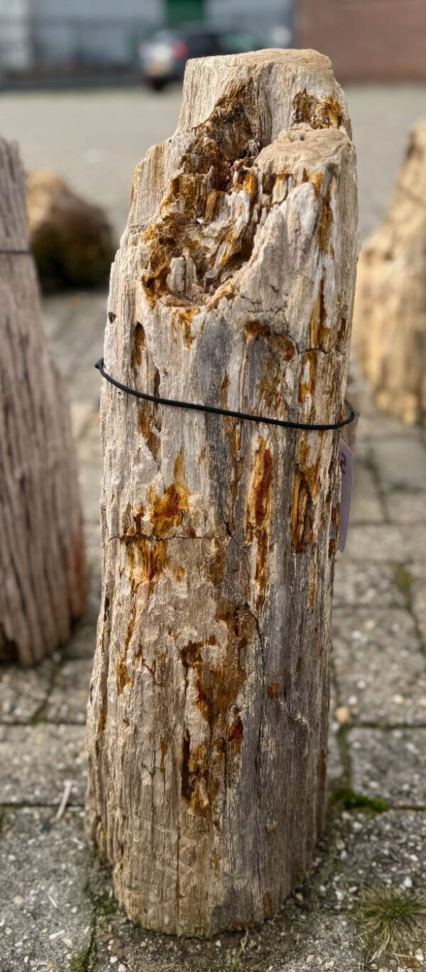 Grafsteen versteend hout 58126