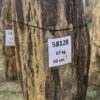 Grafsteen versteend hout 58128