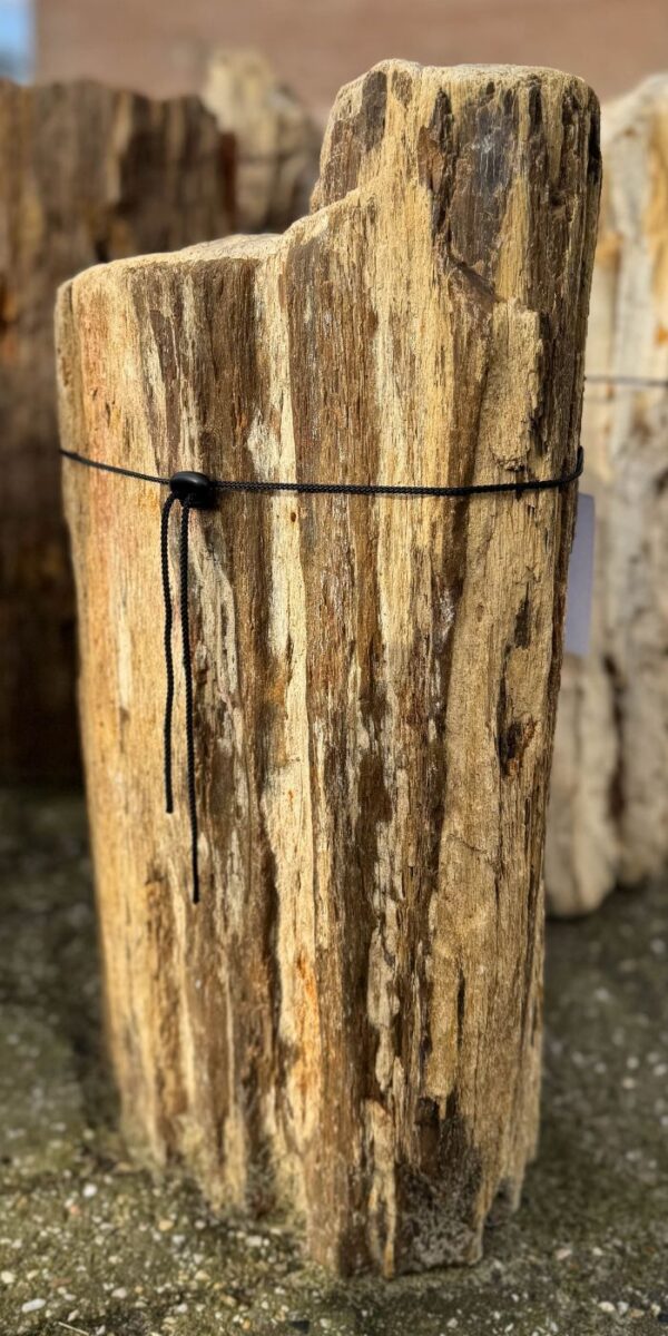Grafsteen versteend hout 58128