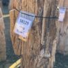 Grafsteen versteend hout 58129
